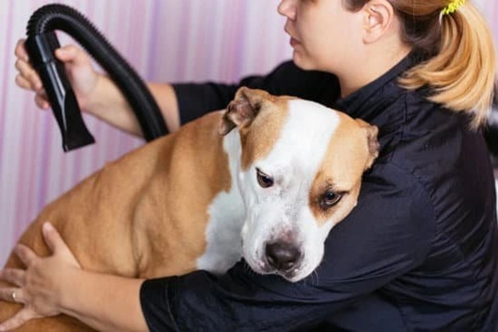 Bather Chewzy Mobile Grooming & Dog Services